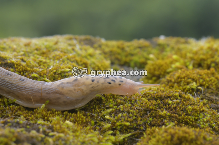 Respiration chez la Limace (fermeture du pneumostome) - gryphea.com